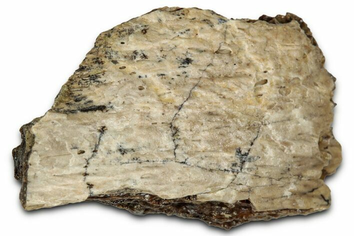 Fossil Tyrannosaur (T rex) Bone Section - Wyoming #352793